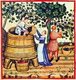 Iraq / Italy: Making red wine. Illustration from Ibn Butlan's Taqwim al-sihhah or 'Maintenance of Health' (Baghdad, 11th century) published in Italy as the Tacuinum Sanitatis in the 14th century